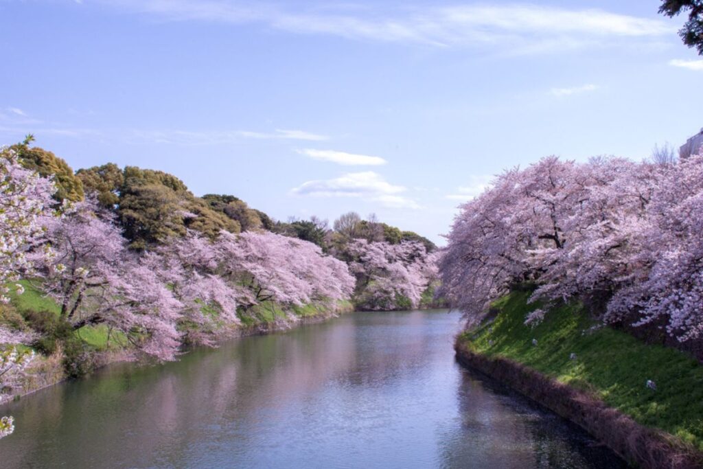 Photo of Chidorigafuchi Moat, Japan in full bloom.