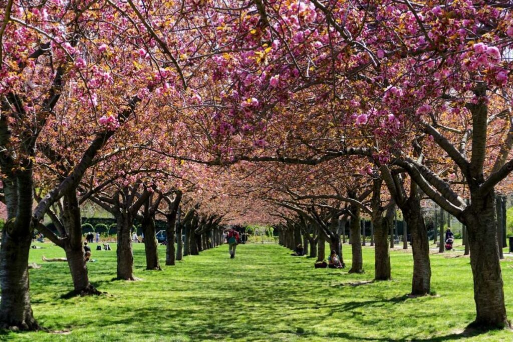Photo of the Brooklyn Botanic Garden, New York, USA.