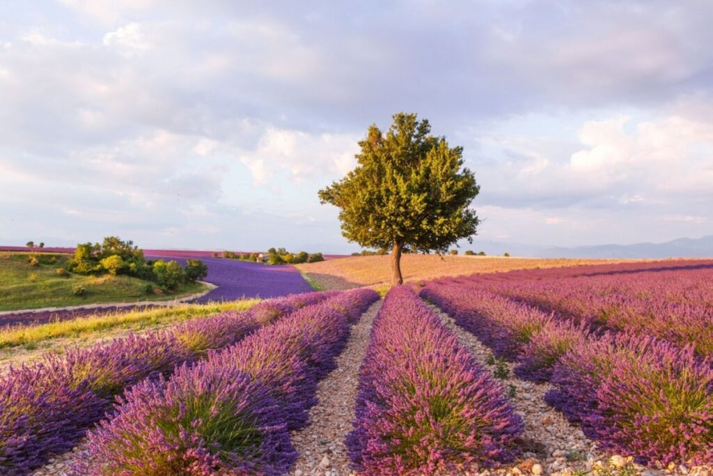 Photo of Lavender Fields of Provence, France.