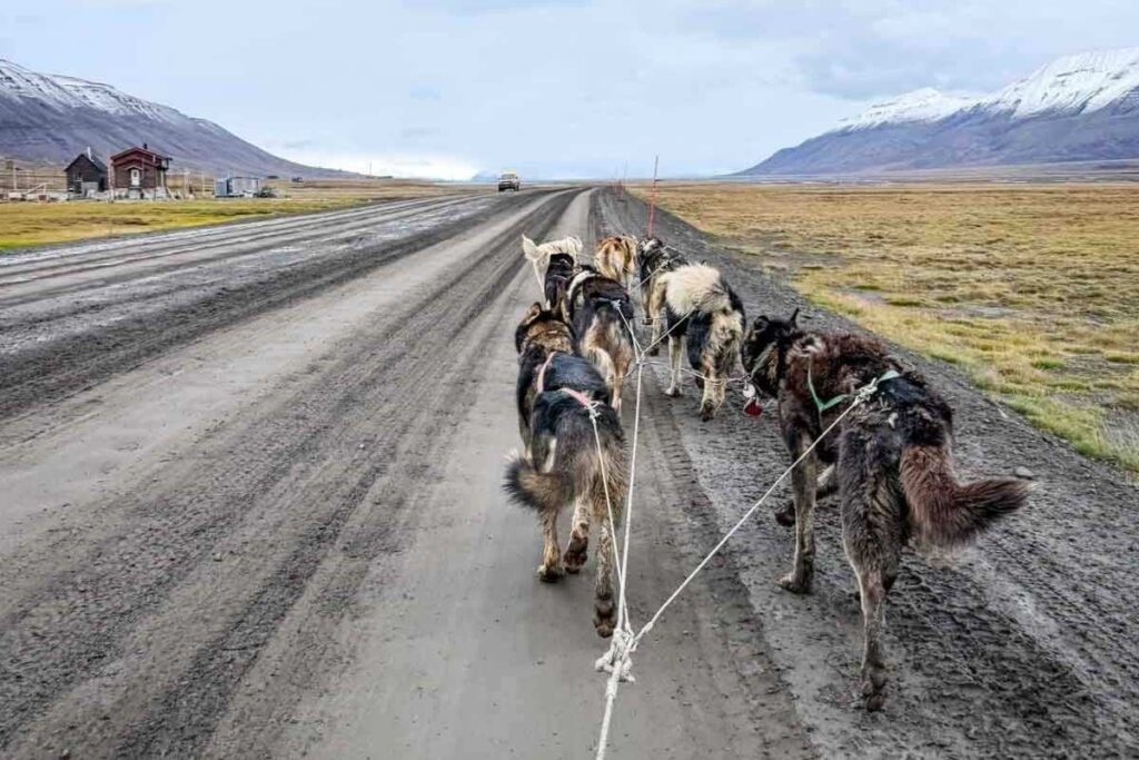 Dog sledding on wheels in Svalbard.